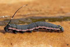 Isognathus allamandae