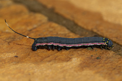 Isognathus allamandae