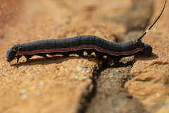 Isognathus allamandae
