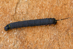 Isognathus allamandae