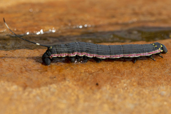 Isognathus allamandae