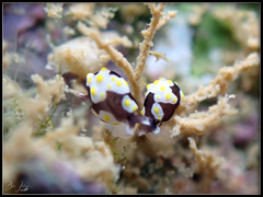 Colpodaspis thompsoni