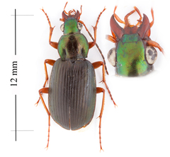 Chlaenius pennsylvanicus