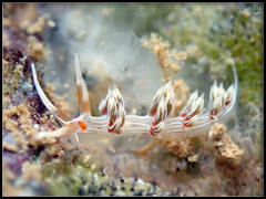 Cratena lineata
