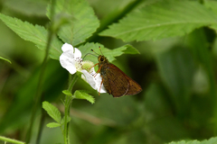 Choranthus borincona