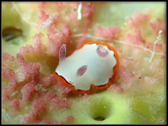 Goniobranchus rubrocornutus