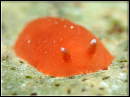 Dendrodoris fumata