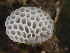 Favolaschia fujisanensis