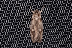 Cryptophasa phycidoides