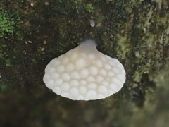 Favolaschia fujisanensis