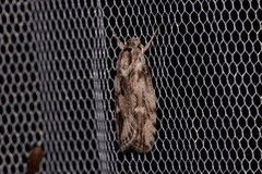 Cryptophasa phycidoides