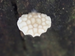 Favolaschia fujisanensis