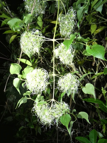 Cabellos de angel (Clematis acapulcensis)