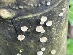 Favolaschia fujisanensis