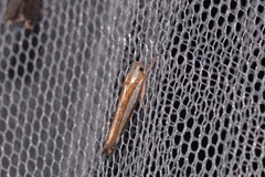 Catoryctis subparallela
