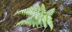Davallia divaricata