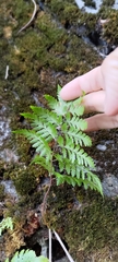 Davallia divaricata