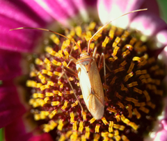 Creontiades rubrinervis