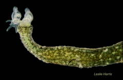 Synaptula hydriformis