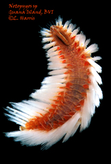 Notopygos caribea