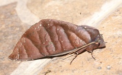 Hapigia nodicornis