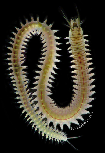 Nereis latescens · iNaturalist United Kingdom