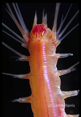 Lamprophaes longicirrata