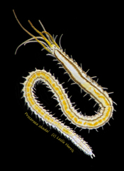 Proceraea okadai