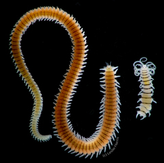 Proceraea hanssoni