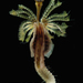 Australian Tubeworm - Photo (c) Leslie Harris, some rights reserved (CC BY-NC), uploaded by Leslie Harris