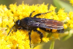 Scolia hirta