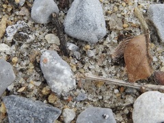 Cardiocondyla venustula