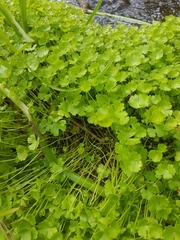Hydrocotyle tripartita