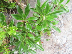 Celmisia holosericea