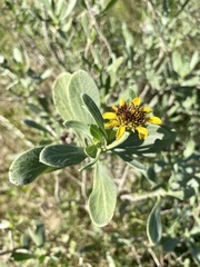 Borrichia frutescens image