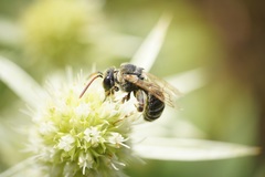 Pseudapis diversipes