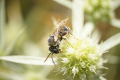 Pseudapis diversipes