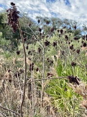 Rhus copallina image