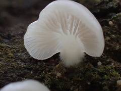 Crepidotus stipitatus