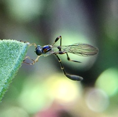 Leptopteromyia americana