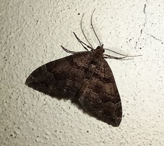 Xanthorhoe rupicola