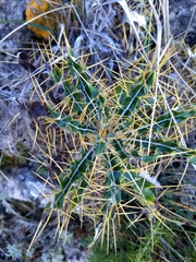 Ptilostemon hispanicus