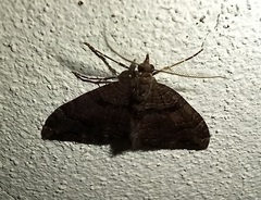 Xanthorhoe rupicola