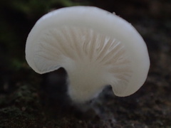 Crepidotus stipitatus