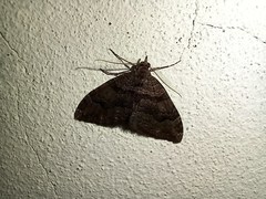 Xanthorhoe rupicola