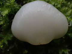 Crepidotus stipitatus
