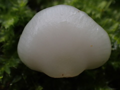 Crepidotus stipitatus