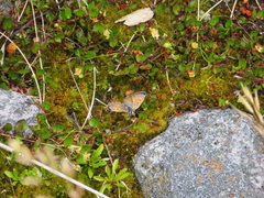 Lycaena caerulea