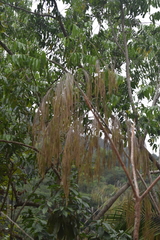 Otatea acuminata
