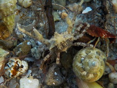 Acanthonyx lunulatus